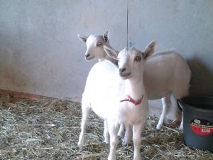 965402_597866373579443_503898352_o